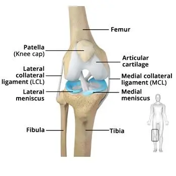 knee-anatomy